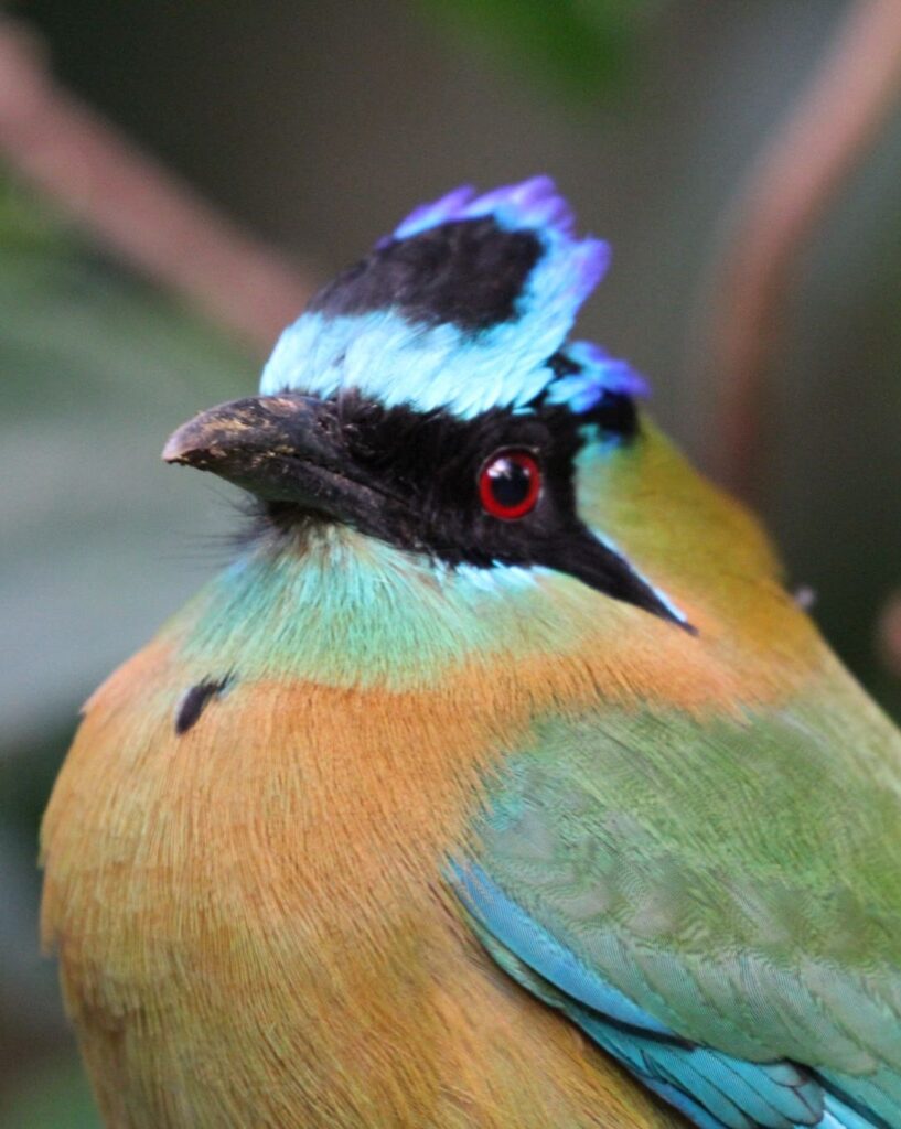 Tour de observación de aves
