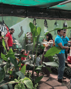 Mariposario Butterfly Kingdom